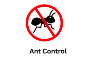 Ant treatment in Gurgaon